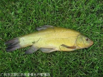 黑魚 觀賞魚（黑魚的養(yǎng)護(hù)技巧） 銀古魚苗 第4張