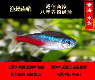 觀賞魚 淡水（關(guān)于淡水觀賞魚的知識） 朱巴利魚 第2張