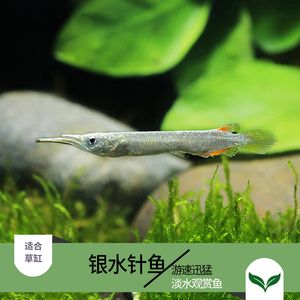 觀賞魚白金魚能混養(yǎng)嗎視頻（關(guān)于金魚混養(yǎng)的問題） 杰西卡恐龍魚 第2張