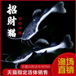 狗仔魚（熱帶觀賞魚的養(yǎng)殖秘籍） 硝化細菌 第3張