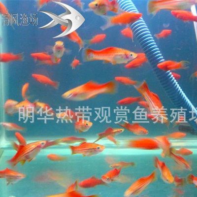 觀賞魚能混合養(yǎng)嗎視頻（觀賞魚混養(yǎng)指南混養(yǎng)指南混養(yǎng)指南混養(yǎng)指南） 水族雜談 第3張