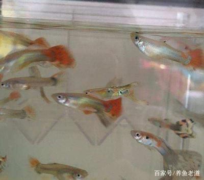 地?cái)傎u觀賞魚怎么樣（地?cái)傎u觀賞魚的注意事項(xiàng)）