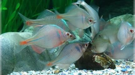 觀賞魚(yú)app排行（魚(yú)樂(lè)圈、龍巔觀賞魚(yú)、魚(yú)友之家、魚(yú)樂(lè)圈、魚(yú)樂(lè)圈、魚(yú)樂(lè)圈、魚(yú)樂(lè)圈） 白子銀版魚(yú) 第1張