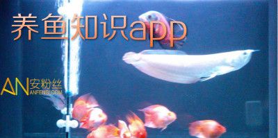 觀賞魚(yú)app排行（魚(yú)樂(lè)圈、龍巔觀賞魚(yú)、魚(yú)友之家、魚(yú)樂(lè)圈、魚(yú)樂(lè)圈、魚(yú)樂(lè)圈、魚(yú)樂(lè)圈） 白子銀版魚(yú) 第2張