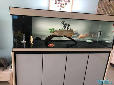 愛龍仕魚缸（愛龍仕-愛龍仕魚缸怎么樣）