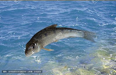 鳳魚（鳳魚是一種常見的觀賞魚的養(yǎng)殖技術羅非魚的養(yǎng)殖技術）