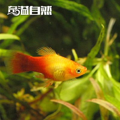 紅黑觀賞魚（紅黑觀賞魚是一種色彩鮮艷、極具觀賞價(jià)值的觀賞魚的組合） 量子養(yǎng)魚技術(shù) 第1張