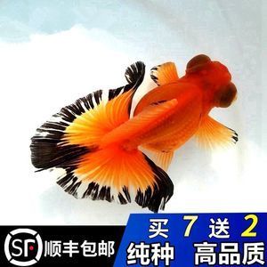 紅黑觀賞魚（紅黑觀賞魚是一種色彩鮮艷、極具觀賞價(jià)值的觀賞魚的組合） 量子養(yǎng)魚技術(shù) 第3張