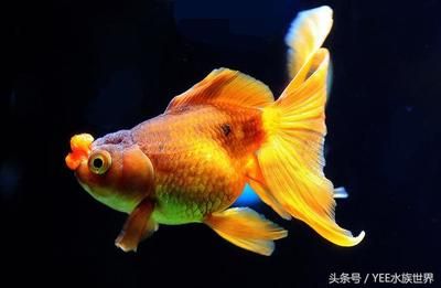 大嘴觀賞魚黃色（大嘴長須金黃色魚，觀賞魚） 祥龍赫舞紅龍魚 第1張