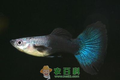 觀賞海魚(yú)怎么養(yǎng)（養(yǎng)觀賞海魚(yú)的基本方法和注意事項(xiàng)）