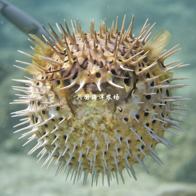 海魚活體 觀賞魚（海水觀賞魚的飼養(yǎng)技巧） 元寶鳳凰魚專用魚糧 第1張