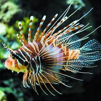 海魚活體 觀賞魚（海水觀賞魚的飼養(yǎng)技巧） 元寶鳳凰魚專用魚糧 第2張