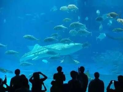 廣州哪里有水族館（廣州水族館廣州海洋館門票/開放時(shí)間一覽）