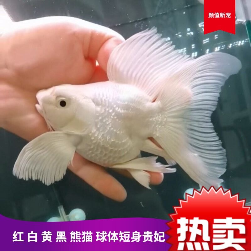 短身蝴蝶鯉魚（短身蝴蝶鯉與其他品種的區(qū)分方法） 肺魚 第1張