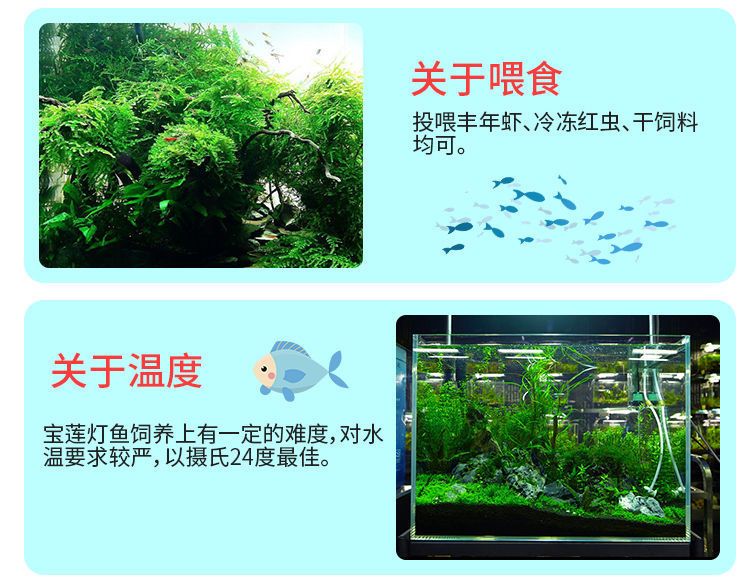 觀賞魚(yú)只喂豐年蝦好嗎（觀賞魚(yú)只喂豐年蝦并不是一個(gè)理想的喂食方案，它并不是一個(gè)理想的喂食方案） 吉印水族 第4張