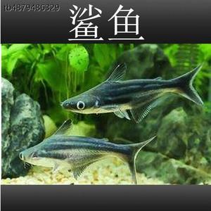 觀賞魚像小鯊魚（觀賞魚中的“鯊魚”并不是真正的鯊魚而是其他魚類科目的觀賞魚） 黃金夢(mèng)幻雷龍魚 第3張