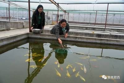 觀賞魚培育基地（關(guān)于觀賞魚培育基地的介紹）