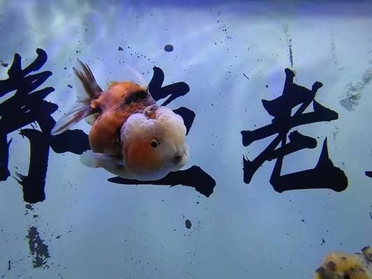 非洲觀賞魚低溫會死嗎（冬季養(yǎng)魚技巧大揭秘） 丹頂錦鯉魚 第1張