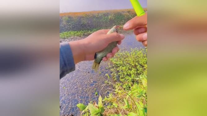 觀賞魚餌料可以釣鯽魚嗎（自制鯽魚餌料的技巧） 南美異型魚 第1張