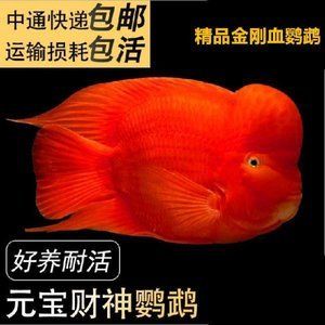 觀賞魚能發(fā)快遞嗎怎么寄（寄送觀賞魚的注意事項） 水族世界 第4張