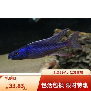 澳洲淡水觀賞魚品種有哪些（澳洲淡水觀賞魚）