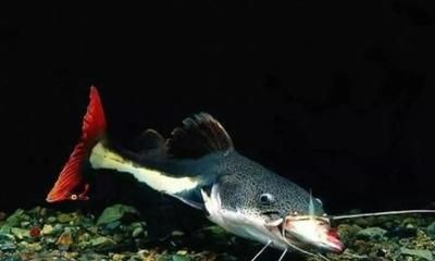 紅尾鴨嘴魚（紅尾鴨嘴魚的好養(yǎng)性）