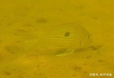 本地野生觀賞魚（四川宜賓野生觀賞魚） 野生地圖魚 第3張