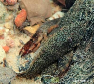 本地野生觀賞魚（四川宜賓野生觀賞魚） 野生地圖魚 第4張