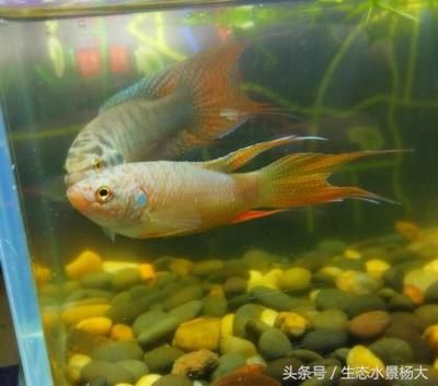 觀賞魚進口到中國需要哪些文件（國際貿(mào)易法規(guī)概覽了解國際貿(mào)易法規(guī)對于進出口業(yè)務至關重要） 哥倫比亞巨暴魚苗 第4張