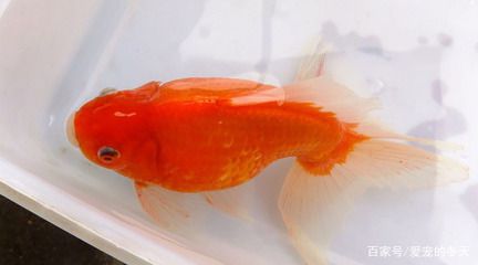 紅色眼睛的觀賞魚是什么魚（大眼睛紅色魚是什么？） 造景/裝飾 第2張