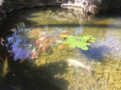 觀賞魚博物館開放時間（博物館預(yù)約流程解析） 白玉紅龍魚 第3張