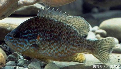 觀賞魚(yú)和食用魚(yú)的主要特征（探索魚(yú)的進(jìn)化之路） 白化火箭魚(yú) 第1張