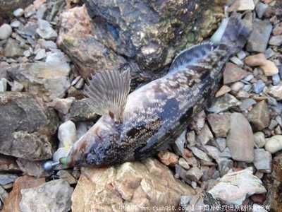 觀賞魚(yú)和食用魚(yú)的主要特征（探索魚(yú)的進(jìn)化之路） 白化火箭魚(yú) 第3張