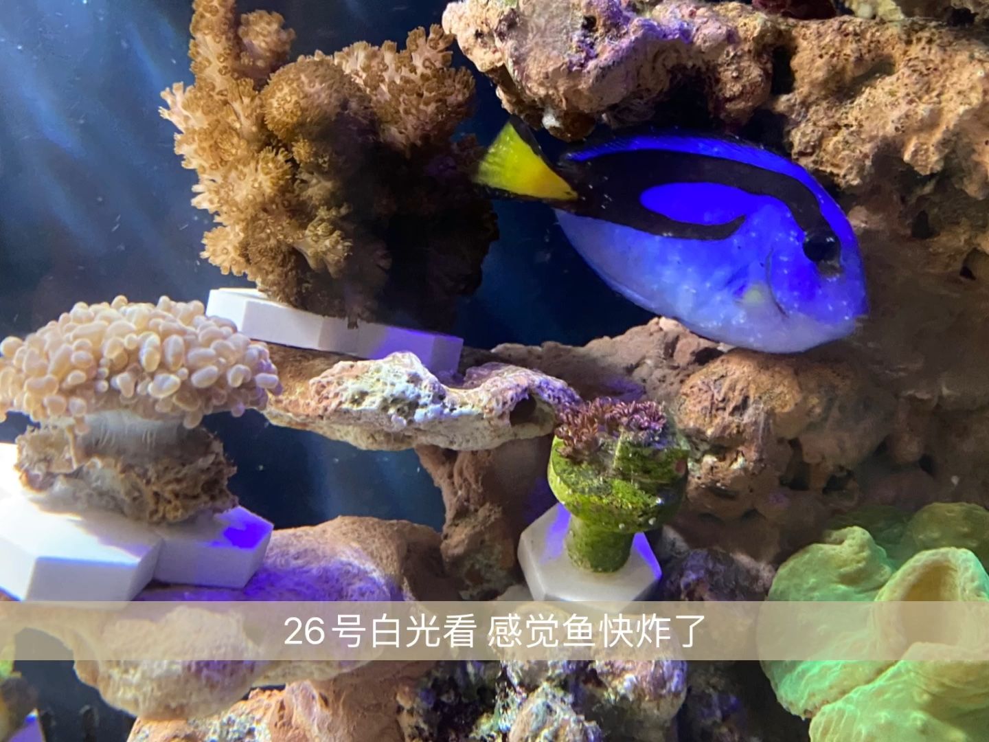 海水缸白點(diǎn)病 銅藥（揭秘海水觀賞魚的生命周期） 羅漢魚 第3張