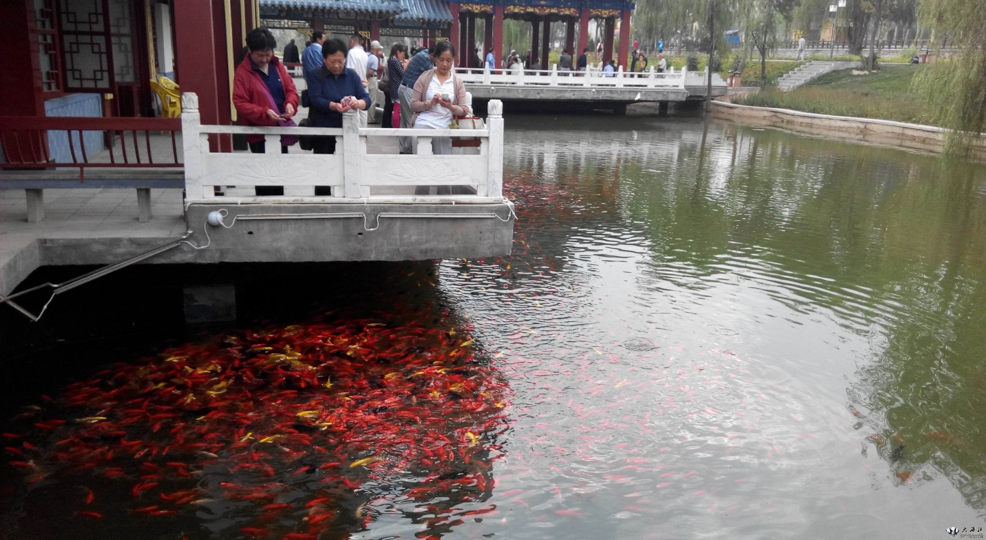 公園的觀賞魚(yú)可以釣走嗎（不讓釣魚(yú)屬于誰(shuí)管？）