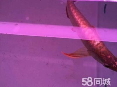 皇冠虹魚多少一條（如何鑒別皇冠虹魚的品質）