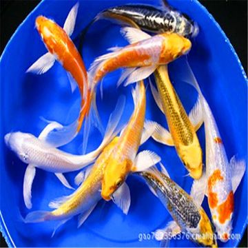 飛鳳魚苗（南美洲水域生態(tài)揭秘飛鳳魚原產(chǎn)于南美洲亞馬遜河中部和西部支流） 非洲金鼓魚 第1張