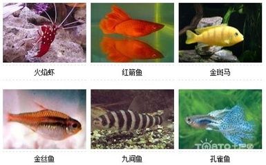 觀賞魚群魚都有什么魚（熱帶觀賞魚的飼養(yǎng)技巧與誤區(qū)觀賞魚的飼養(yǎng)技巧與誤區(qū)） 刀魚魚 第1張