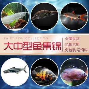 白鯊觀賞魚是熱帶魚嗎（淡水白鯊觀賞魚是熱帶魚嗎） 伊罕水族 第3張