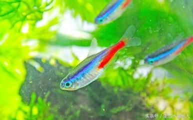 白色的小型觀賞魚是什么魚（白色小型觀賞魚可能有以下幾種：黑瑪麗魚，黑瑪麗魚） 速倍妥魚糧魚藥 第1張