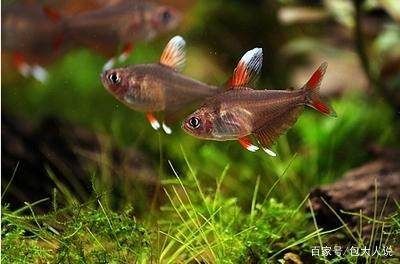 白色的小型觀賞魚是什么魚（白色小型觀賞魚可能有以下幾種：黑瑪麗魚，黑瑪麗魚） 速倍妥魚糧魚藥 第3張