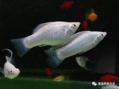 白色的小型觀賞魚是什么魚（白色小型觀賞魚可能有以下幾種：黑瑪麗魚，黑瑪麗魚） 速倍妥魚糧魚藥 第2張