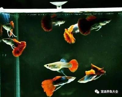 觀賞魚(yú)仰泳是為什么（觀賞魚(yú)為什么會(huì)仰泳？） 巨骨舌魚(yú) 第3張