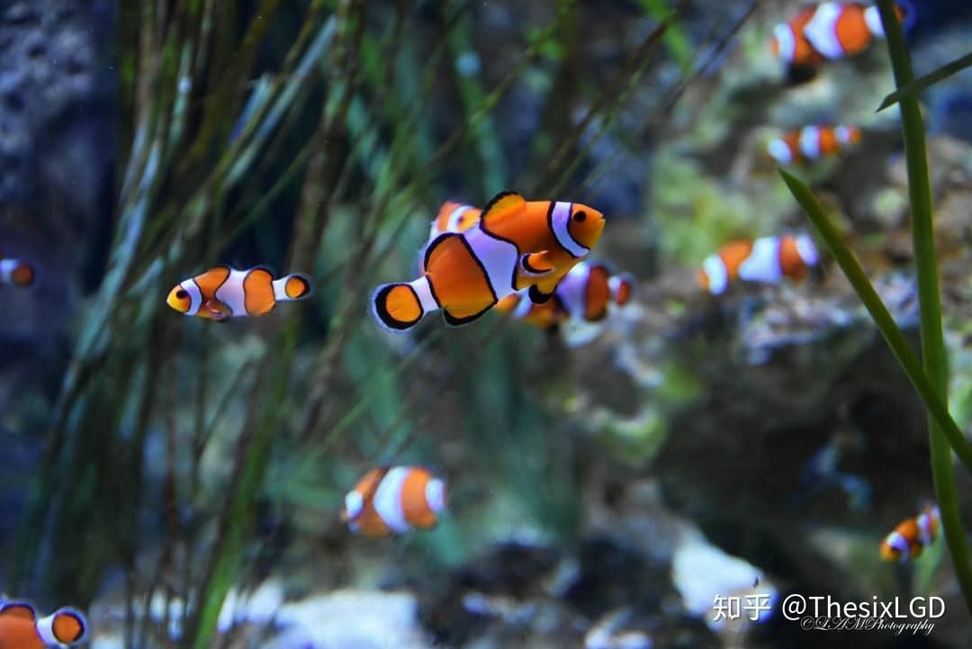 觀賞魚海魚和淡水魚那樣好（海魚與淡水魚的區(qū)別） 月光鴨嘴魚 第3張