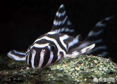 觀賞魚海魚和淡水魚那樣好（海魚與淡水魚的區(qū)別） 月光鴨嘴魚 第4張