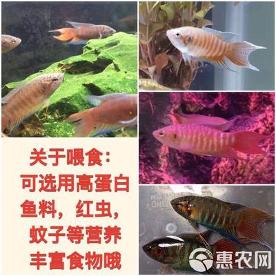 斗魚觀賞魚吃什么食物（斗魚觀賞魚喜歡吃豐年蝦、紅線蟲、絲蚯蚓、絲蚯蚓、水蚤等活餌） 定時(shí)器/自控系統(tǒng) 第4張