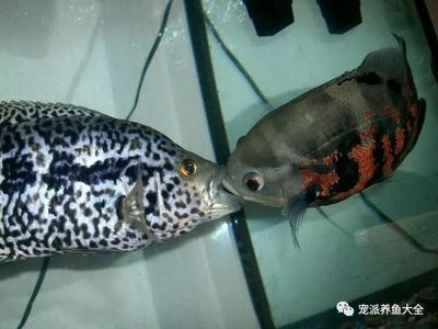 紅老虎魚詳細(xì)資料（panaqolus(亞皇冠豹屬)老虎魚毒腺虎魚）