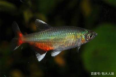 白色的熱帶觀賞魚(yú)（泰國(guó)斗魚(yú)是一種常見(jiàn)的白色熱帶觀賞魚(yú)的代表泰國(guó)斗魚(yú)）