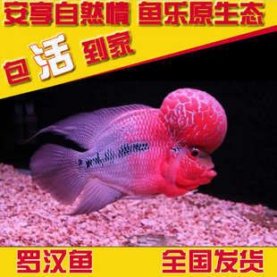 廣東觀賞魚鑒定機(jī)構(gòu)（廣東觀賞魚價(jià)值評(píng)估） 紅龍魚魚糧飼料 第4張