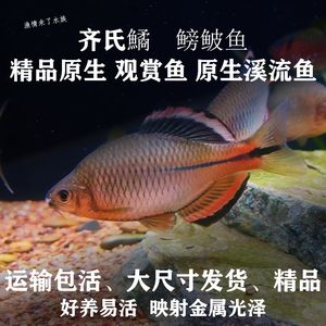 迪凱龍魚竿（迪凱龍魚竿適合釣什么類型的魚） 水族問答 第4張